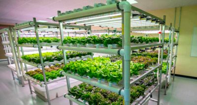 Plants being grown in an indoor aquaculture lab