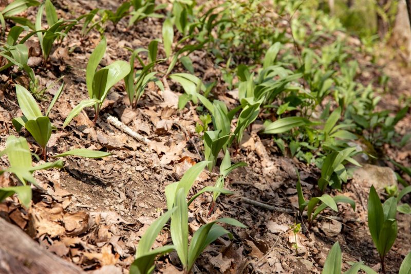 Virginia Tech researchers work to save the wild, delicious, beloved, and smelly ramps in Appalachia