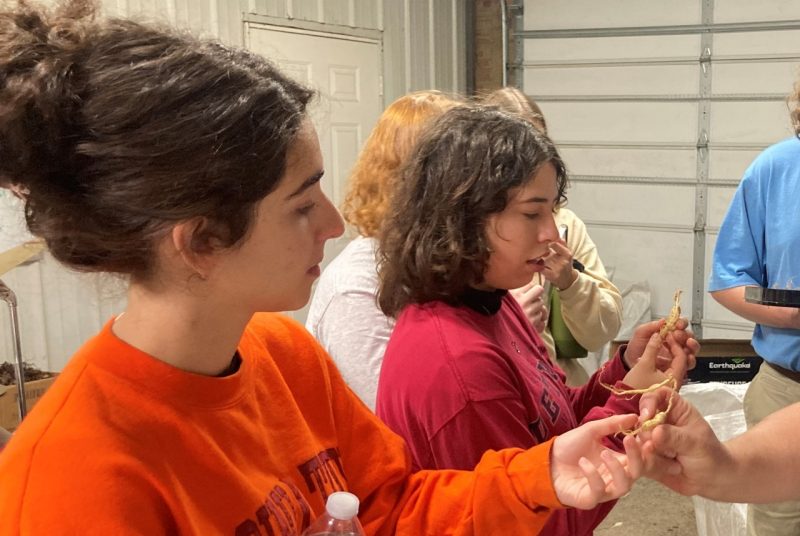 Sophia Silis and Lily Mohr learning about ginseng. 