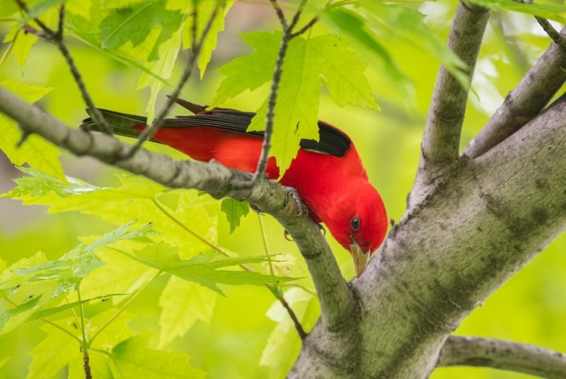 CNRE Dayer Scarlet Tanager A red bird in a tree branch.