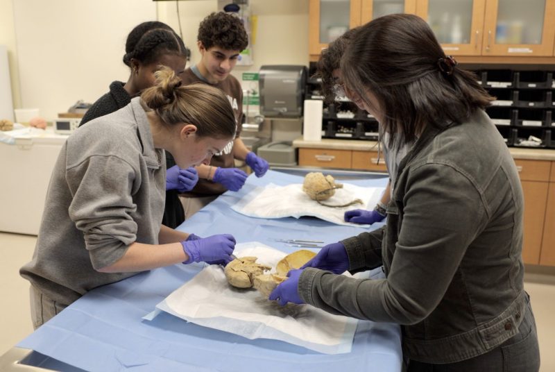MedDOCS1 Four high-school-age students hover around a table dissecting brains. Three girls, one boy.