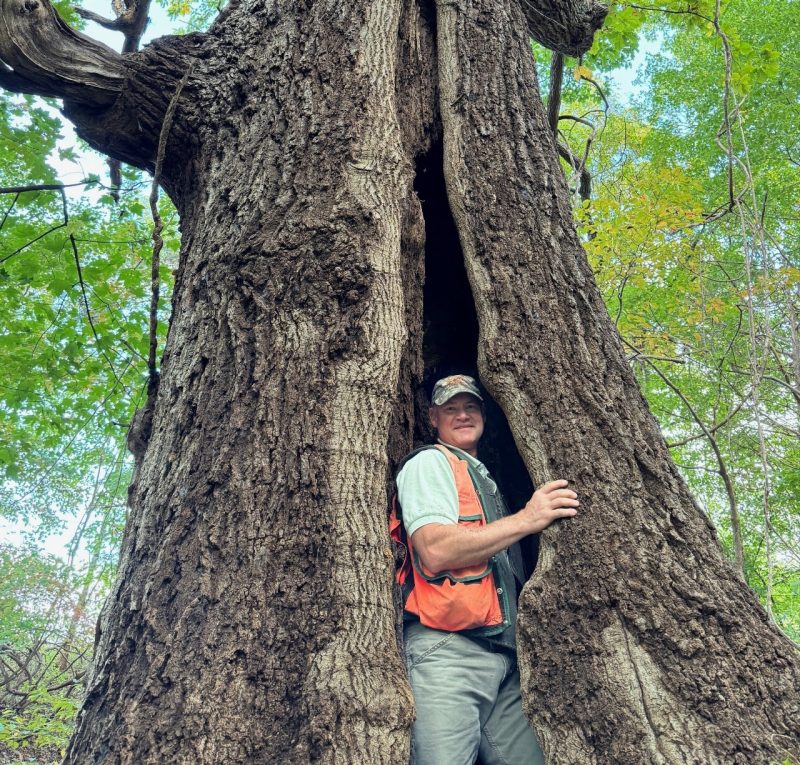 CNRE Downing Champion Tree A person stands in a gap in a tree trunk.