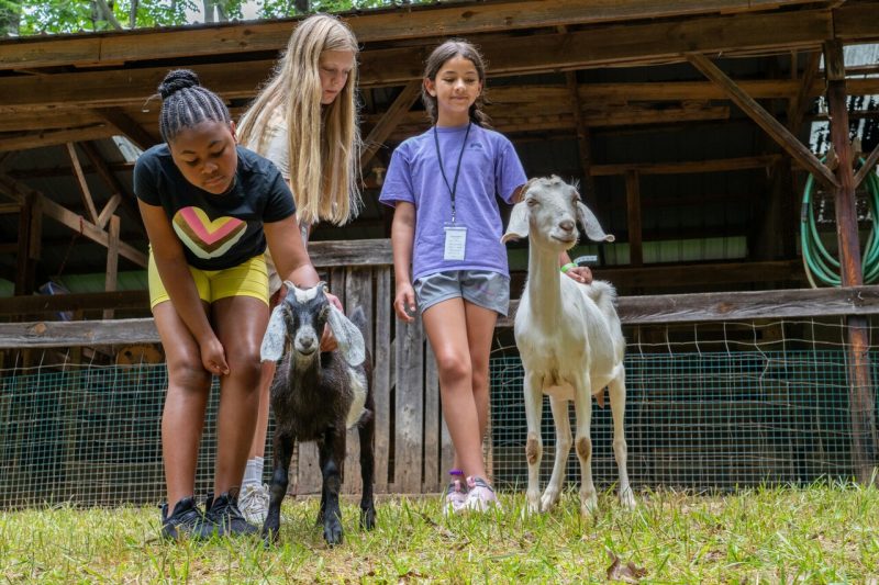 Three young girls pet two goats near a barn.