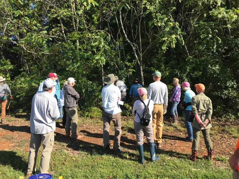 People stand in a field at the edge of a wooded area and observe a shrub while someone stands next to it.