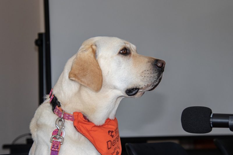 A yellow lab wearing an orange bandanna