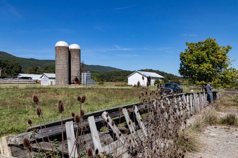 Thistles grow along an old wooden fence with farm silos in the background.